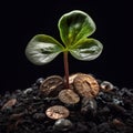 Wellbeing and wealth of sprout of money tree among coins. Growing plant on gold coins.