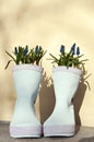 Wellies with pearl hyacinths Royalty Free Stock Photo