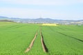 Welling, Germany - 05 09 2021: deep tractor tracks in the grain fields Royalty Free Stock Photo