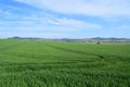 Welling, Germany - 05 09 2021: green grain fields under perfectly blue sky Royalty Free Stock Photo