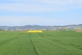 Welling, Germany - 05 09 2021: green and yellow fields with Mendig in the background Royalty Free Stock Photo