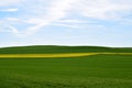 Welling, Germany - 05 09 2021: one yellow blooming canola field tween green grain Royalty Free Stock Photo