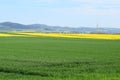 Welling, Germany - 05 09 2021: green grain and yellow canola fields behind Royalty Free Stock Photo
