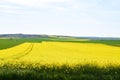 Welling, Germany - 05 09 2021: green grain and yellow oilseed Royalty Free Stock Photo