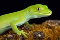 Wellington green gecko Naultinus punctatus