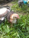 Wellington rooster enjoying the outdoors