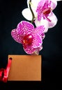 Wellnes card and pink orchid.