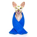 Wellness beauty mask spa dog Royalty Free Stock Photo