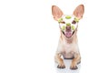 Wellness beauty mask spa dog Royalty Free Stock Photo