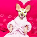 Wellness beauty mask spa dog Royalty Free Stock Photo