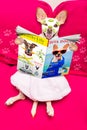Wellness beauty mask spa dog Royalty Free Stock Photo
