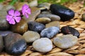 Wellness Plants Stone Royalty Free Stock Photo