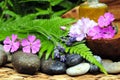 Wellness Plants Stone
