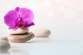 Wellness, relax, massage and wellbeing concept. Spa stones and orchid flower over white background Royalty Free Stock Photo