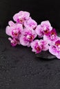 Wellness and spa concept with orchid flowers and black zen massage stones on wet background Royalty Free Stock Photo