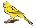 Wellow canary