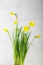 Wellow daffodils flowers