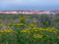 Wells-next-the-Sea, North Norfolk UK on the horizon, photographed at dusk. Ragwort wild flowers in the foreground.
