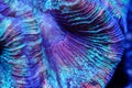 Wellsophyllia brain coral