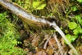 Wellspring flowing from the ground through wooden gutter in forest. Royalty Free Stock Photo