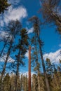 Wellstone Memorial - the pole pictured points to the spot where the plane crashed near Eveleth, Minnesota when Paul Wellstone was Royalty Free Stock Photo