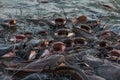 Wels catfish feeding Royalty Free Stock Photo