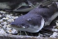 Wels catfish Royalty Free Stock Photo