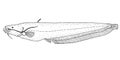 Wels catfish. Hand drawn black pencil realistic illustration.