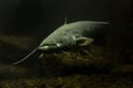 The Wels catfish, sheatfish Silurus glanis.