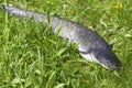 Wels Catfish Ã¢â¬â Silurus glanis Ã¢â¬â in detail