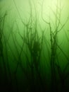 Wels catfish silurus glanis scuba diving encounter