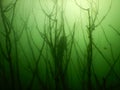 Wels catfish silurus glanis scuba diving encounter