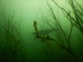 Wels catfish silurus glanis scuba diving encounter