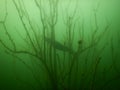 Wels catfish silurus glanis scuba diving encounter