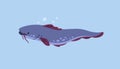 Wels catfish swimming in river water. Freshwater fish with barbels in lake underwater. Sheatfish side view, floating in