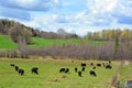 The Welsh Black is a dual-purpose breed of cattle native to Wales. Royalty Free Stock Photo