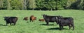 The Welsh Black is a dual-purpose breed of cattle native to Wales Royalty Free Stock Photo