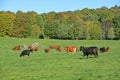 The Welsh Black is a dual-purpose breed of cattle native to Wales Royalty Free Stock Photo