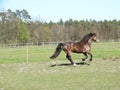 Welsh cob canters in the fiels Royalty Free Stock Photo