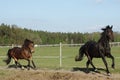 Welsh cob canter in the fields with his black friese friend
