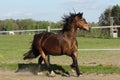 Welsh cob canter in the fields