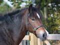 Welsh Cob Headshot Royalty Free Stock Photo