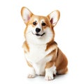 welsh corgi breed dog sitting is isolated on a white background, with empty space around it Generative AI Royalty Free Stock Photo