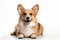 Welsh corgi breed dog sitting on a white background Royalty Free Stock Photo