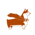 Welsh Corgi dog with superhero cape. Vector