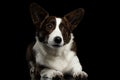 Welsh Corgi Cardigan Dog on Isolated Black Background Royalty Free Stock Photo