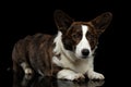 Welsh Corgi Cardigan Dog on Isolated Black Background Royalty Free Stock Photo