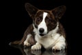 Welsh Corgi Cardigan Dog on Isolated Black Background Royalty Free Stock Photo