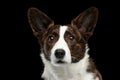 Welsh Corgi Cardigan Dog on Isolated Black Background Royalty Free Stock Photo