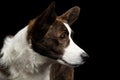 Welsh Corgi Cardigan Dog on Isolated Black Background Royalty Free Stock Photo